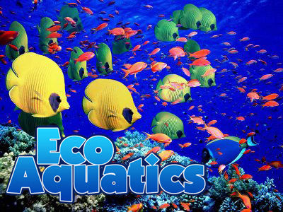 Eco Aquatics